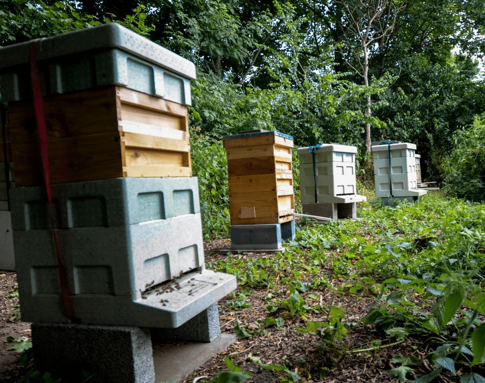 Surbiton beekeeper seeks more space for hives as honey sales rise
