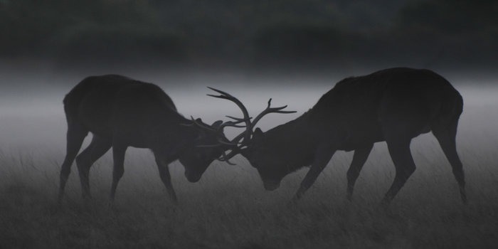 Young girl gored by stag in Richmond’s Bushy Park