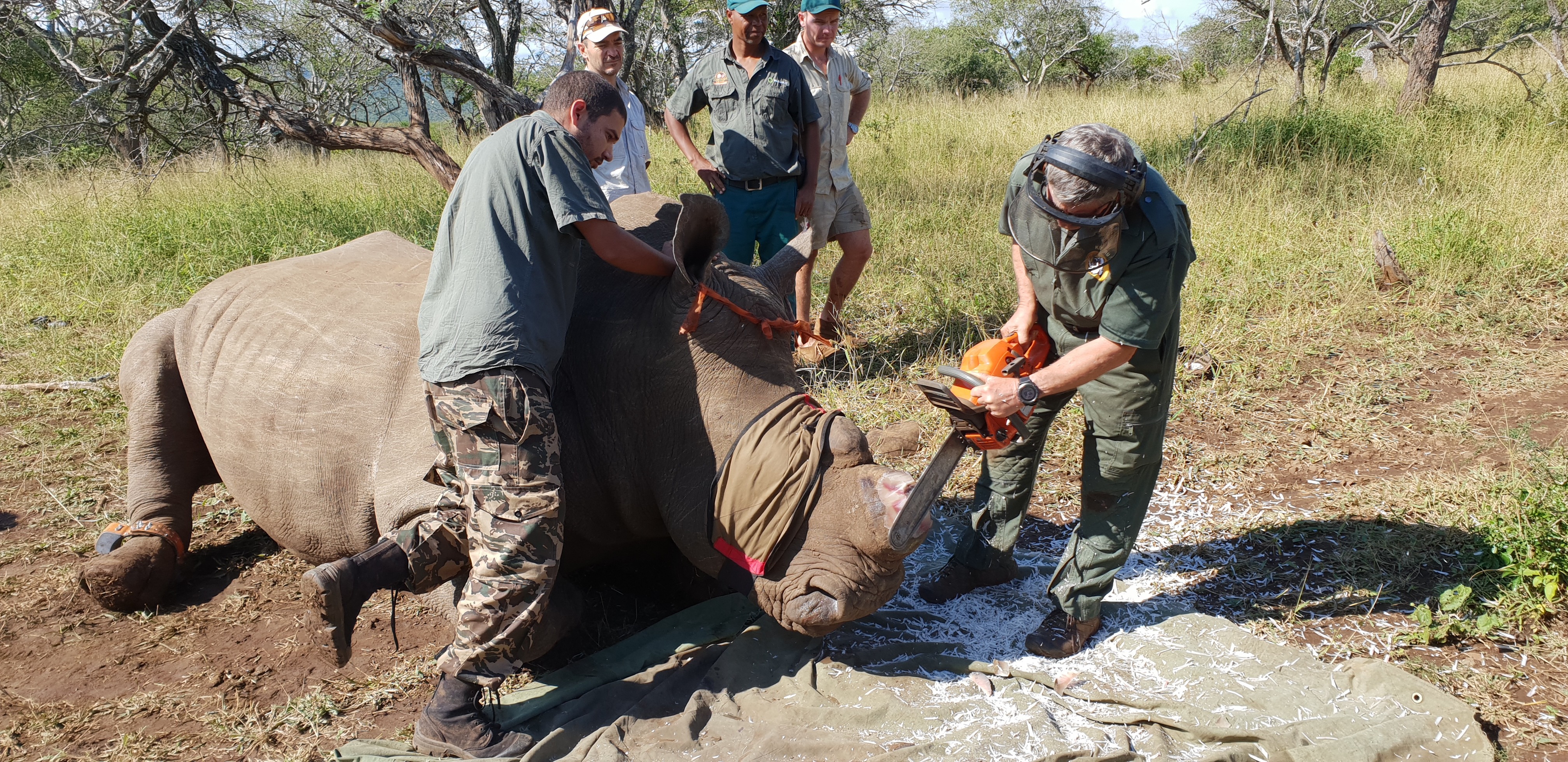 Rhino dehorning in South Africa: a necessary step to save rhinos and stop poaching