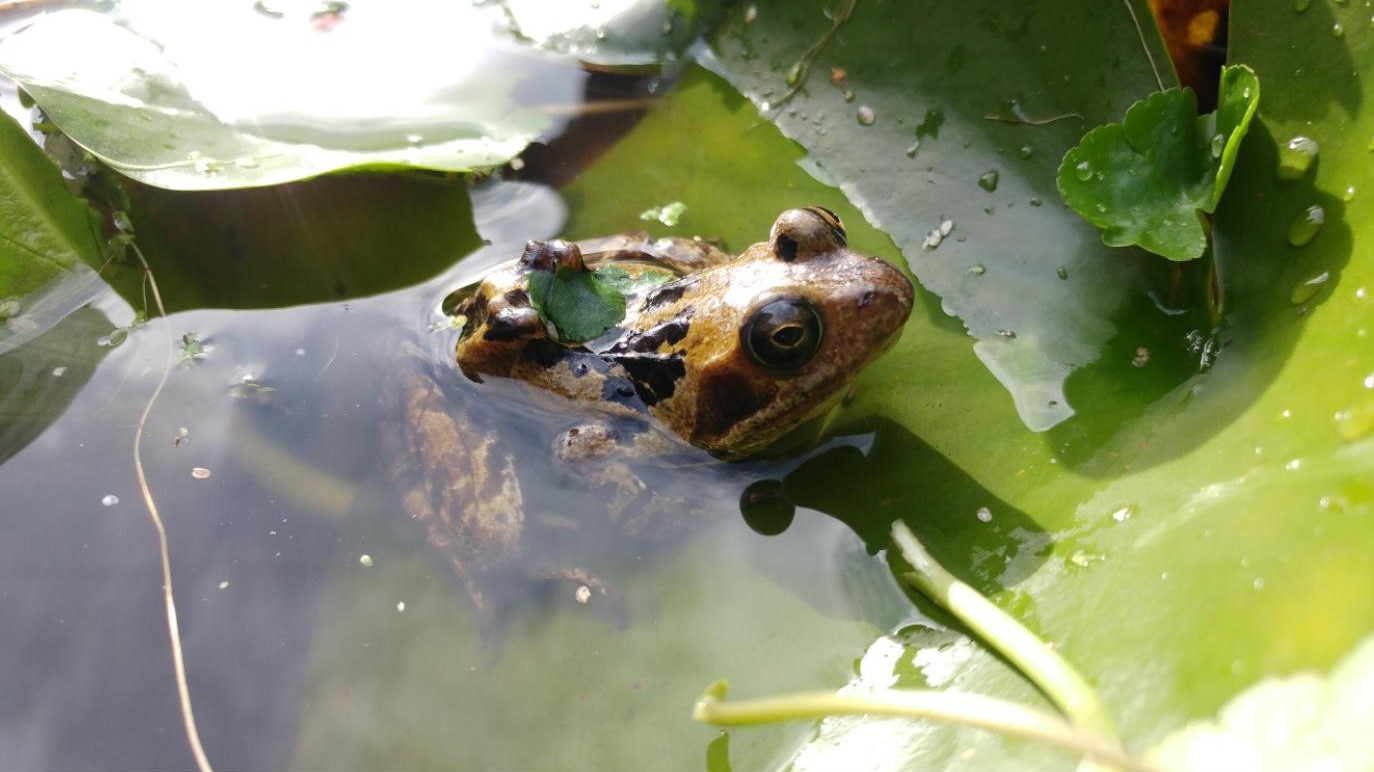 KU Biodiversity Action Group find signs of amphibian disease in Penrhyn Road campus pond   