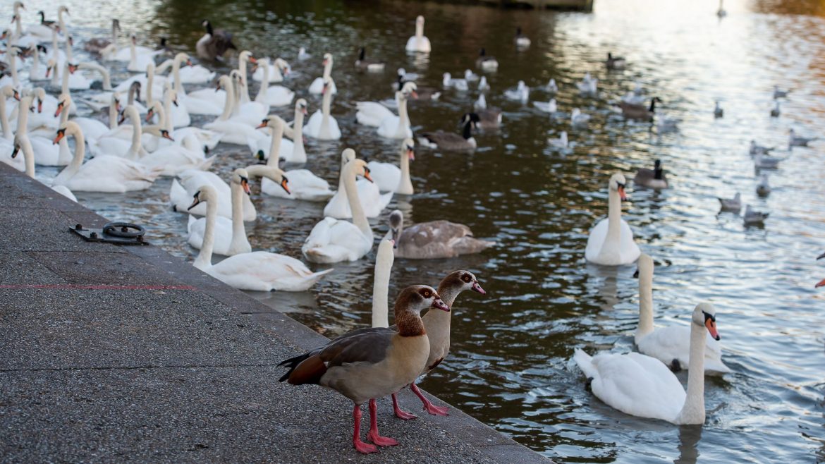 Richmond Park warns visitors not to feed birds during UK avian flu outbreak
