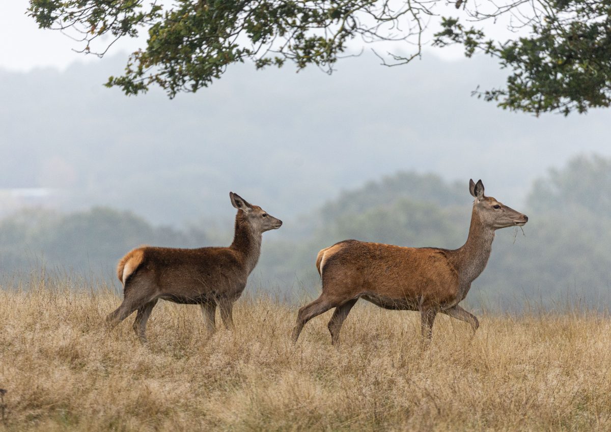 Two deer in Richmond Park on a misty day.