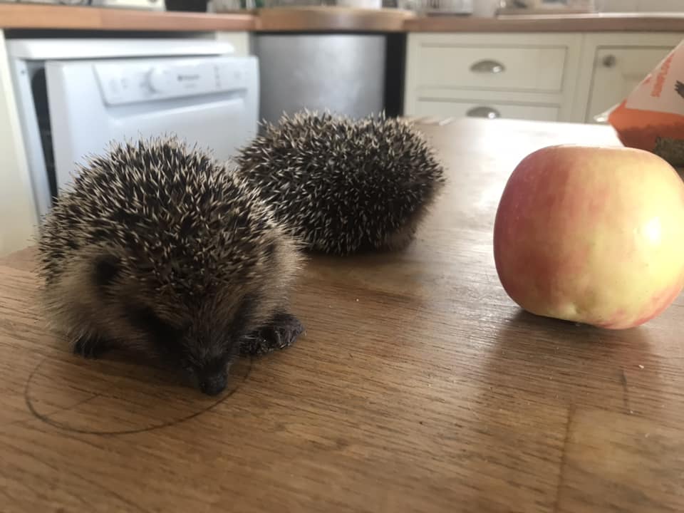 Rescue hoglets are compared to the size of an apple on a dining room table. 