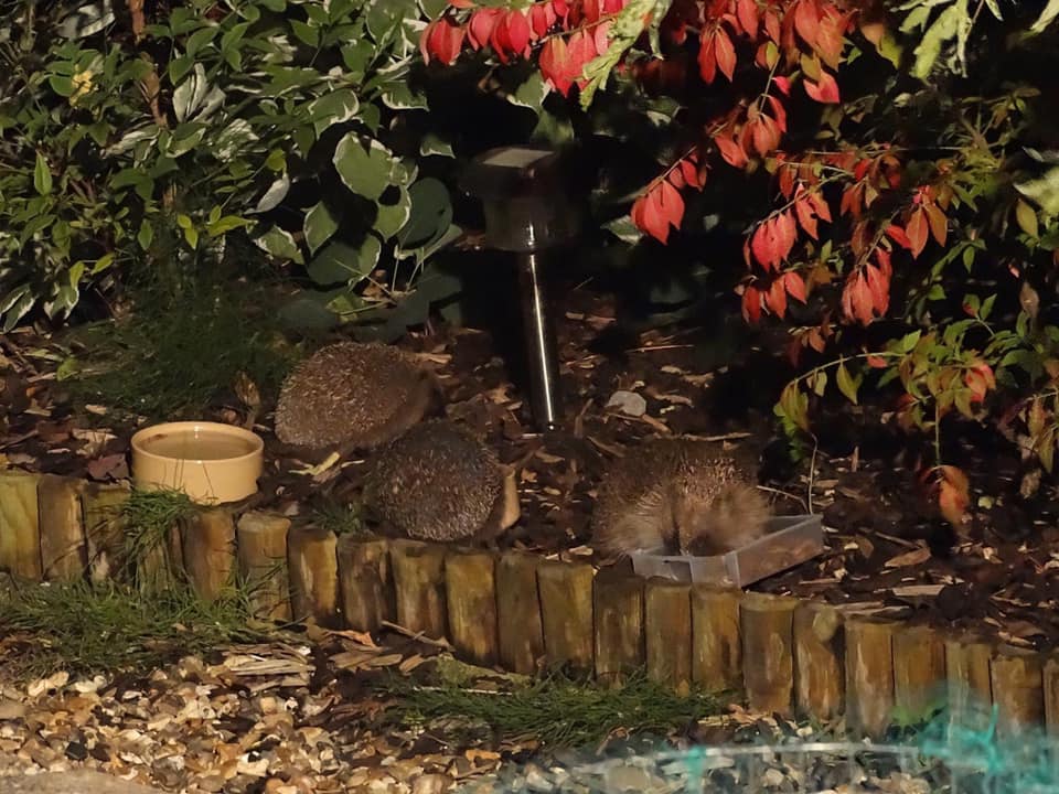 Hedgehogs drink from water bowls in a garden. 
