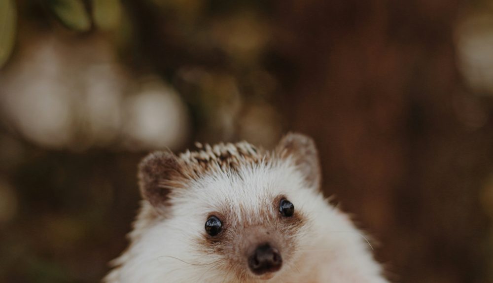 A hedgehog sits peaking up from the bottom of the picture.