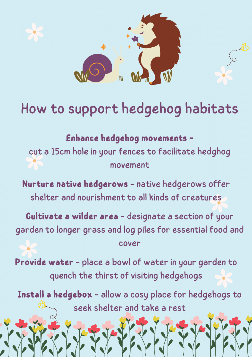 A listicle of how to support hedgehog habitats