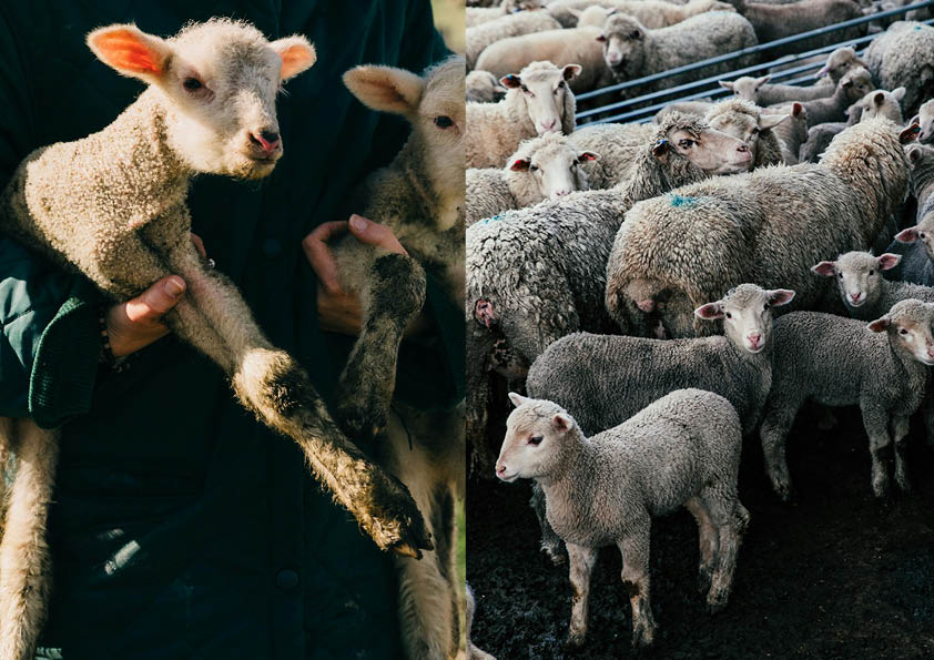 Silence of the lambs: how lambing season can open our eyes to the cruelty of sheep farming