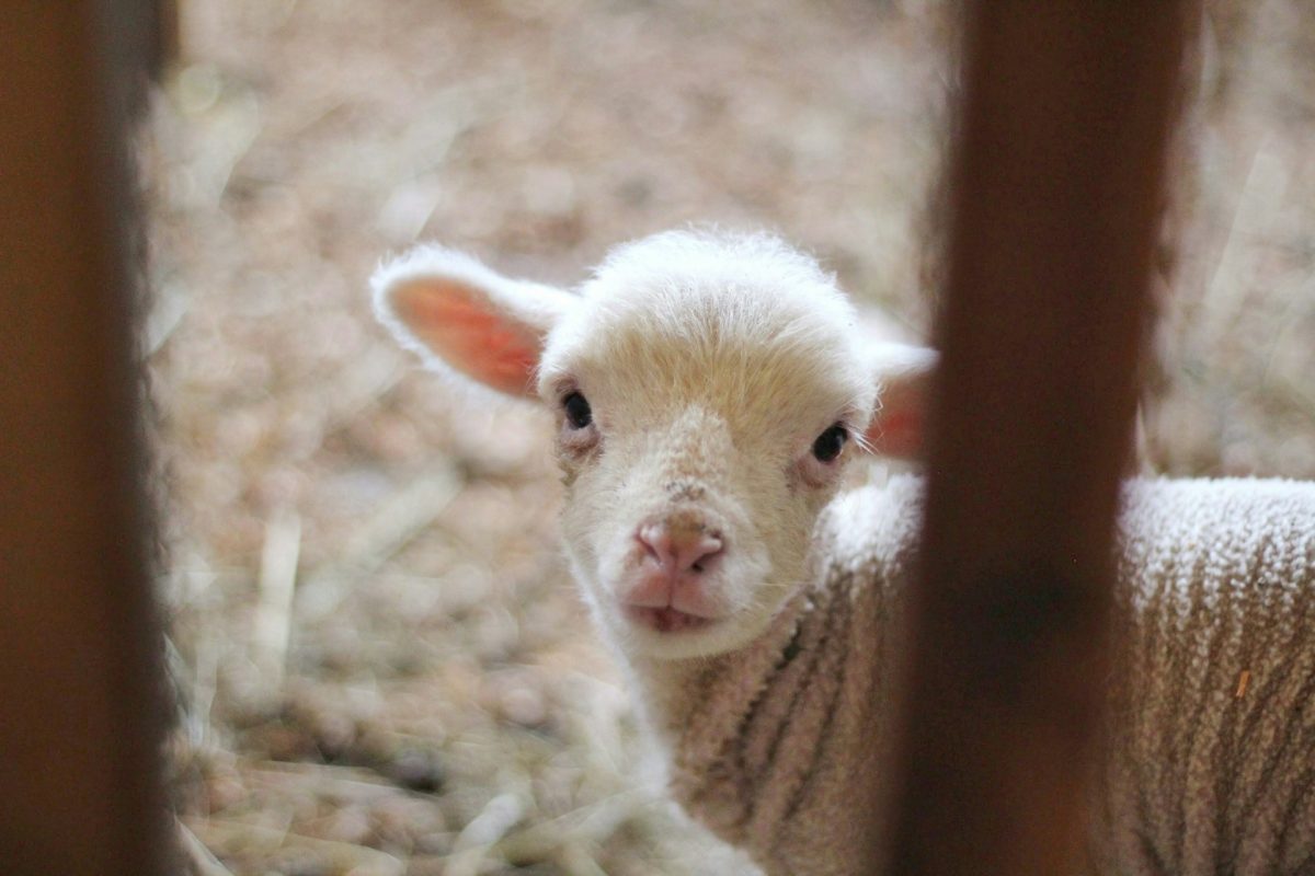 A young lamb against a blurred background, turned towards and looking straight at the camera