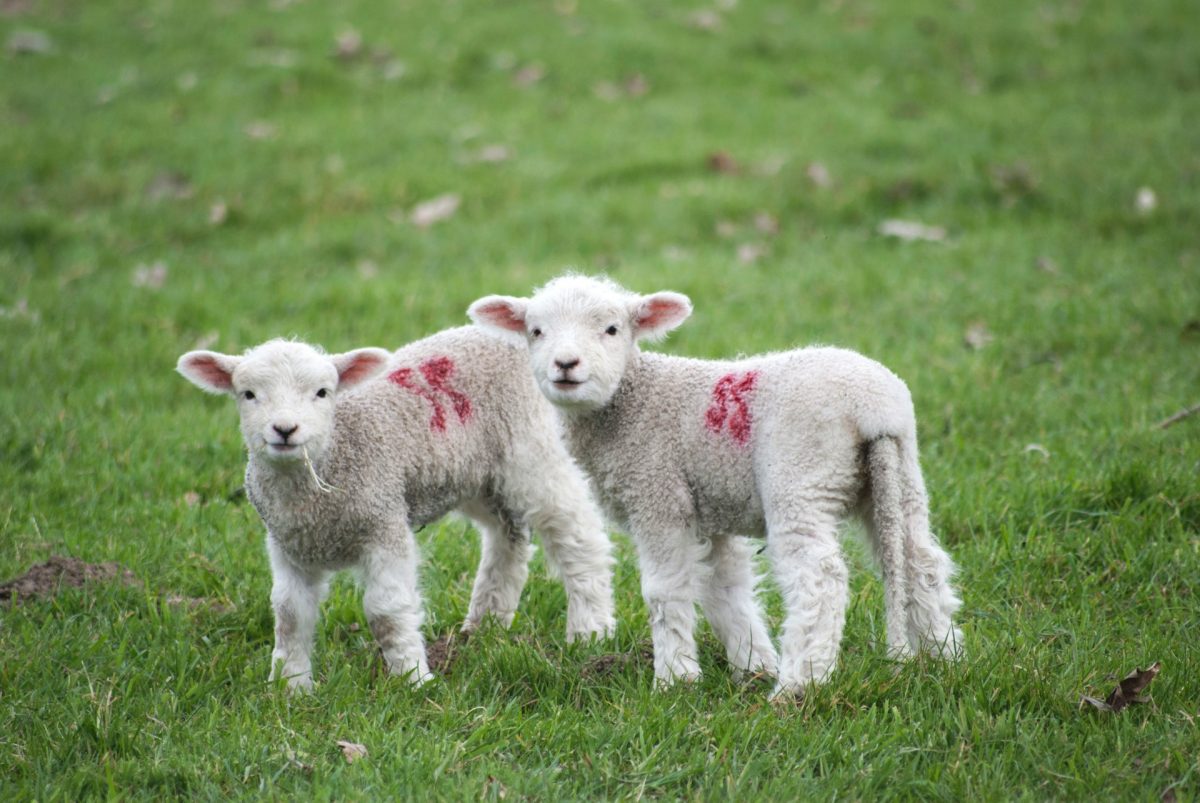 Two lambs with red markings on their fleece standing on a field, looking towards the camera