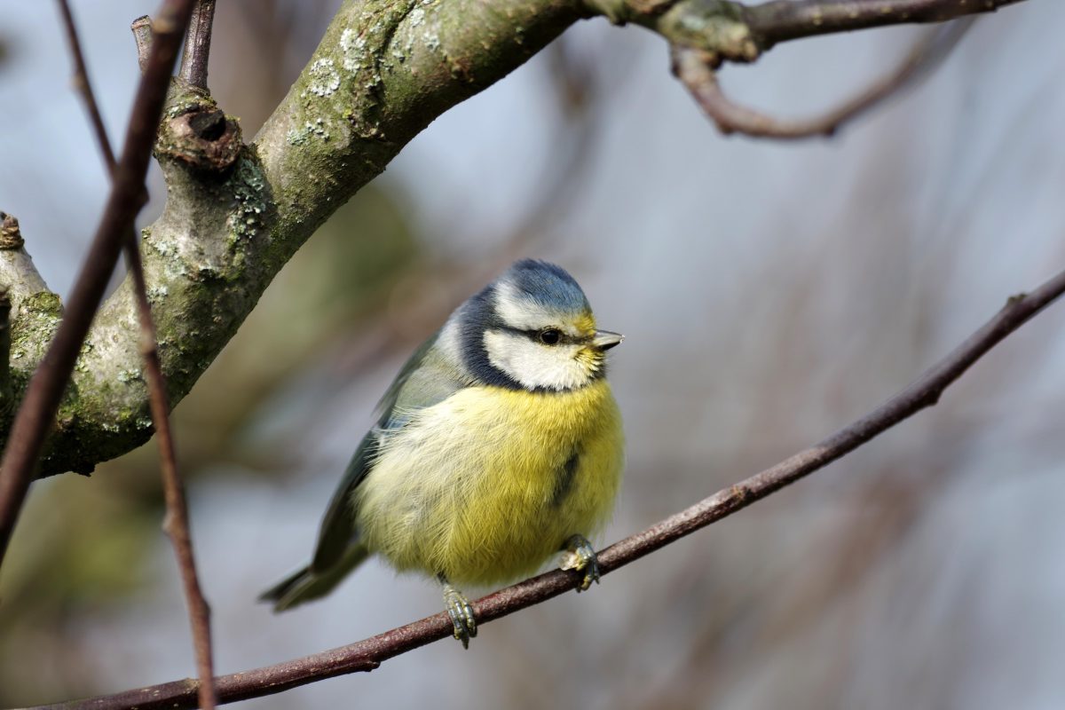 A blue tit perches on a branch.