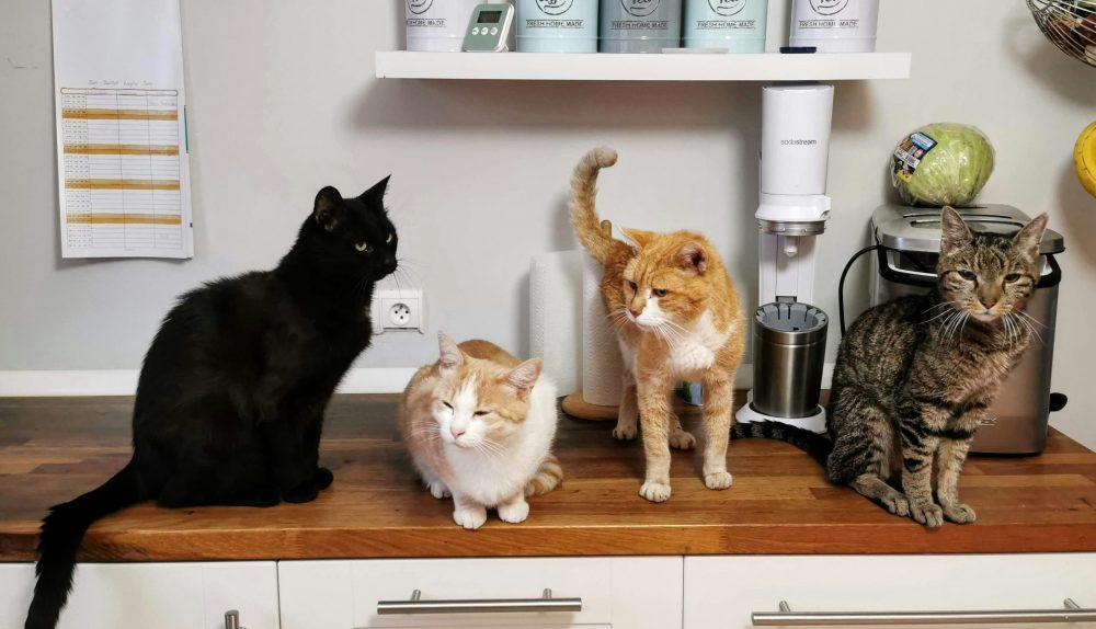 Cats on a kitchen worktop