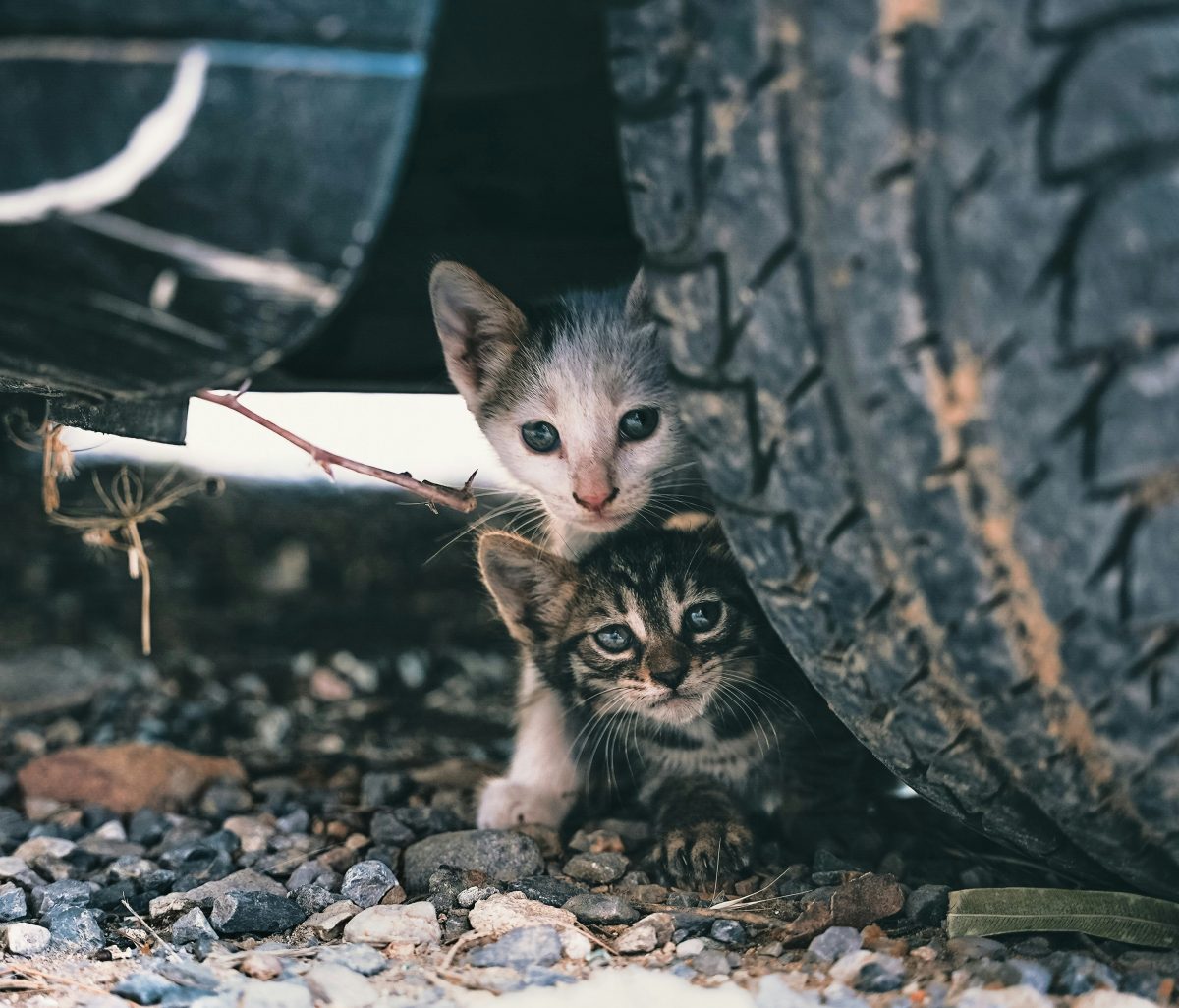 Stray cats who need rescuing from local charities