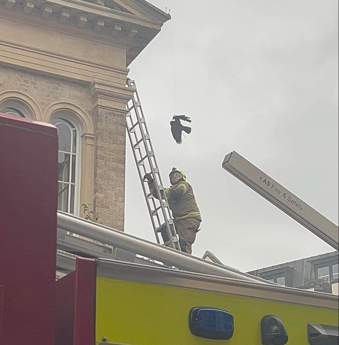 Crow trapped in anti-bird netting above Kingston Market saved by firefighters