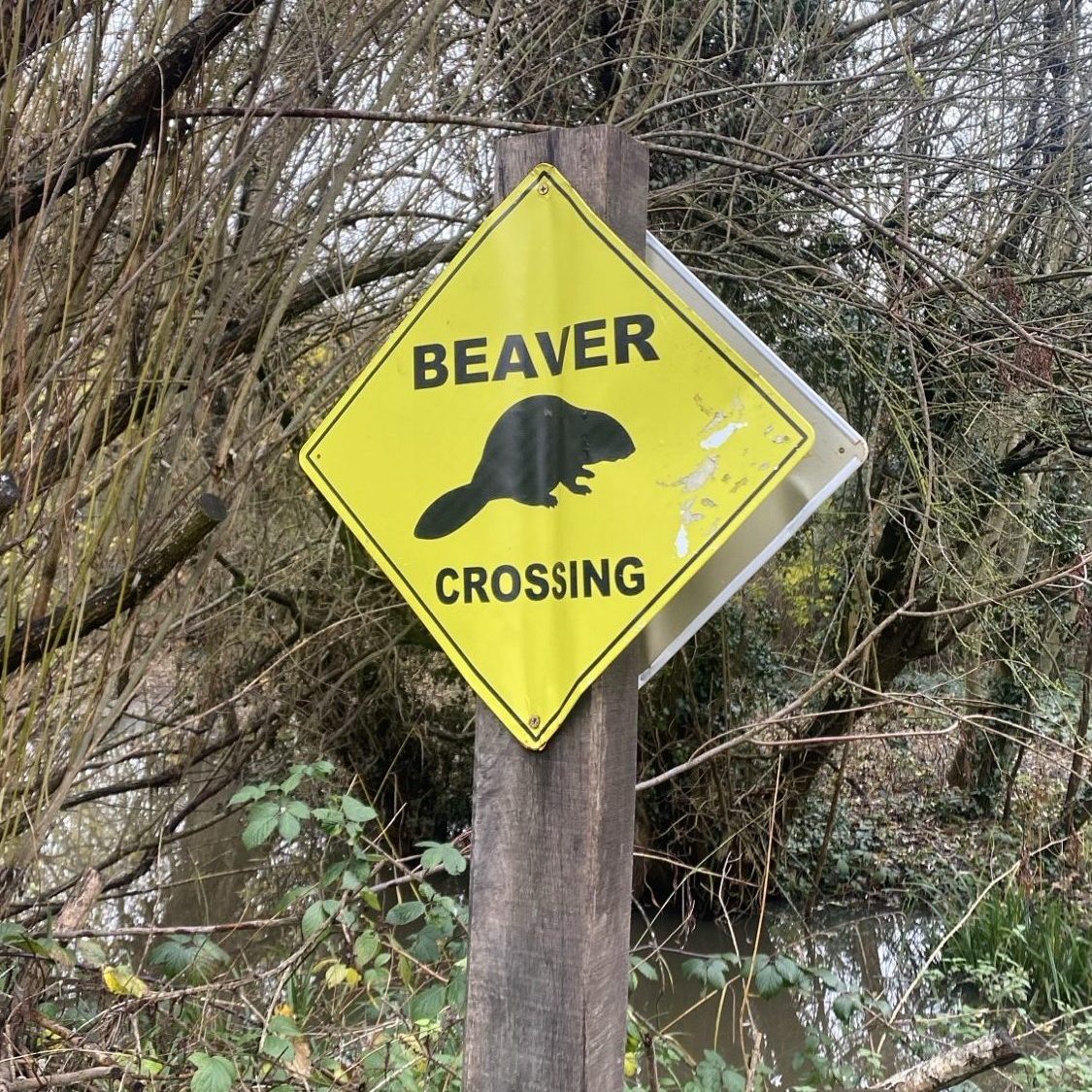 Wildlife group replicates Kingston success with first beavers in London for over 400 years