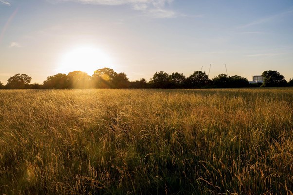 Kingston Council approves plans for rewilding of Tolworth Court Farm Fields