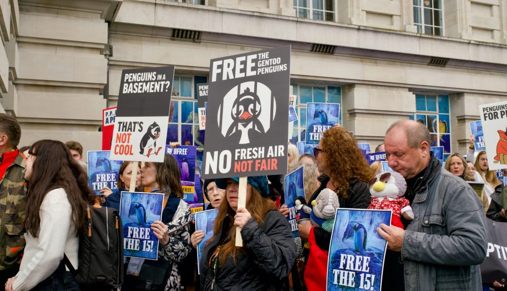 Protestors hold signs reading "Free the Gentoo Penguins, No Fresh Air Not Fair" and "Free the 15".