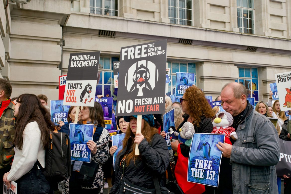 Protesters fight to free penguins kept in basement aquarium at London’s Sea Life