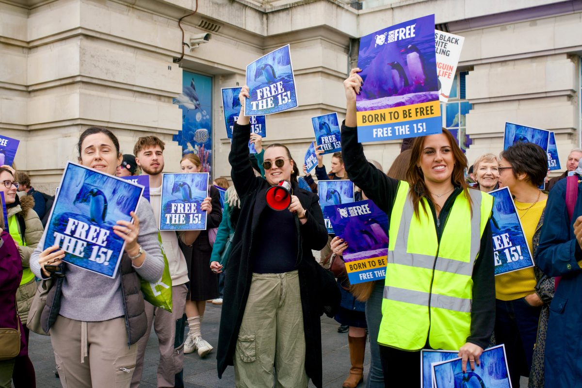 Protestors use megaphones and signs displaying “free the 15” as passerbys walk by SeaLife. Photographer: Sky Allen/Kingston Courier