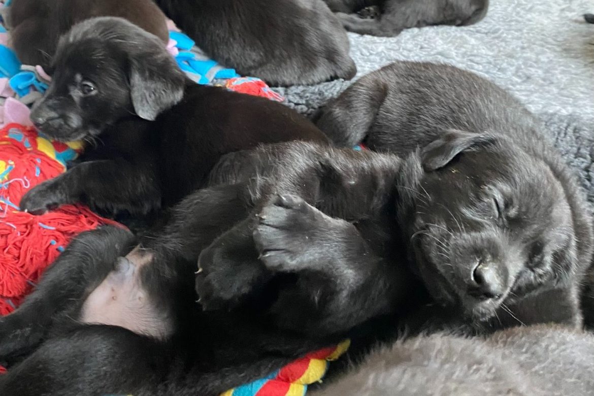 Local lab gives birth to one of England’s largest ever litters
