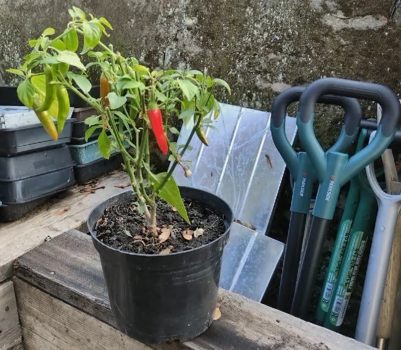 Local Charity takes the lead in tackling food uncertainty with new project