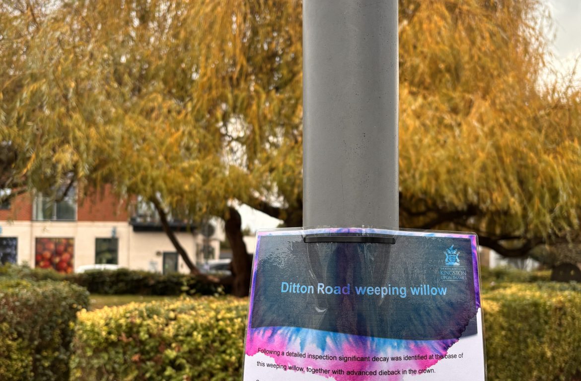 Locals to have their say on new trees after landmark willow felled  